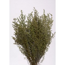 STOEBE 14-18" Basil- OUT OF STOCK